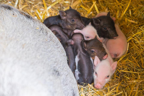 <p>Acht Minischweinbabys sind am Montag in Aue geboren worden - drei Helle und fünf Dunkle.</p>

