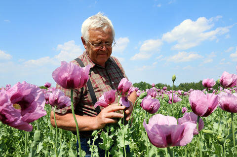 <p>«In Deutschland gibt es laut Bundesopiumstelle etwa 200 Hektar Anbaufläche», sagt der 66-Jährige.</p>
