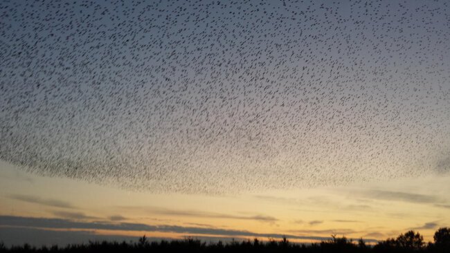 <p>Ein riesiger Vogelschwarm tanzte am Himmel.</p>

