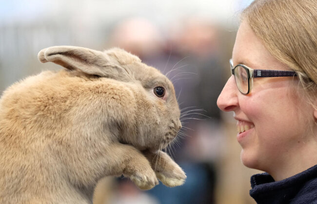 <p>Züchterin Susanne Friedrich aus Wernigerode in Sachsen-Anhalt hält auf der Messe in Leipzig ein Kaninchen der Rasse "Separator".</p>

