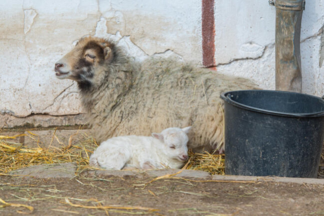 <p>Es handelt sich dabei um Ouessant-Schafe, auch bretonische Zwergschafe genannt – die kleinsten Schafe der Welt.</p>
