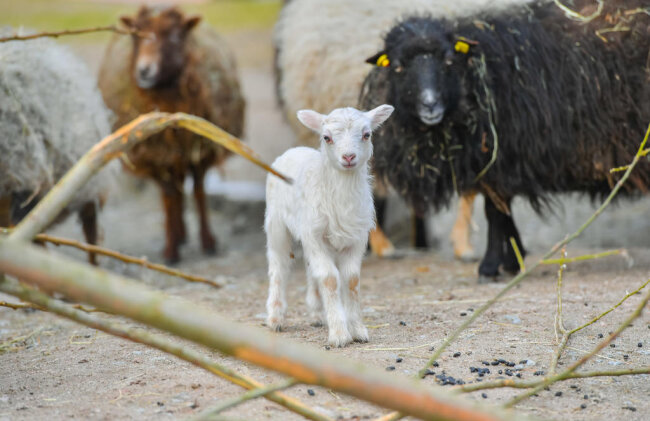 <p>Das Geburtsgewicht lag jeweils bei etwa 800 Gramm. Im ausgewachsenen Zustand werden die Schafe circa 40 cm hoch und 12 bis 15 kg schwer.</p>
