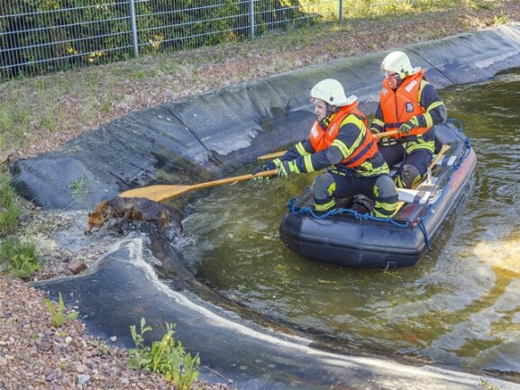<p>Die Feuerwehrleute gaben mit einem Paddel Hilfestellung, sodass der Fuchs nun doch ans rettende Ufer kam. Am 15. April hatte das Tier schon einmal so einen Einsatz verursacht. Vielleicht ist der Fuchs jetzt schlauer.</p>
