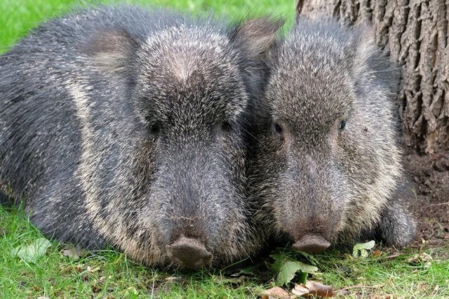 <p>Die Chaco-Pekaris scheinen sich bereits wohlzufühlen in ihrem neuen Domizil. Die Tiere gehören zu den sogenannten Nabelschweinen.</p>
