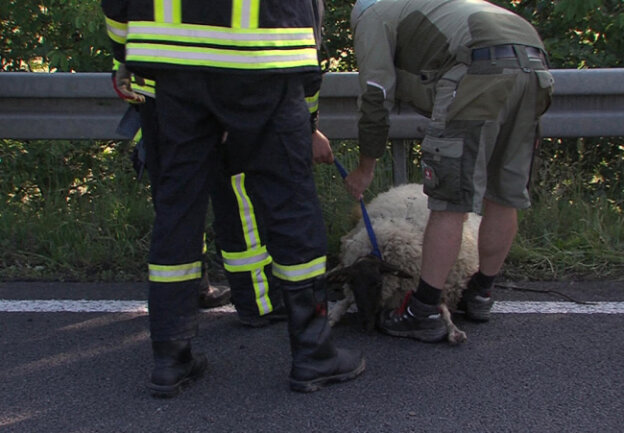 <p xmlns:php="http://php.net/xsl">Wie die Polizei auf Anfrage erklärte, meldeten Autofahrer gegen 6 Uhr mehrere Schafe auf einem Standstreifen der Autobahn in Höhe der Abfahrt Meerane.</p>
