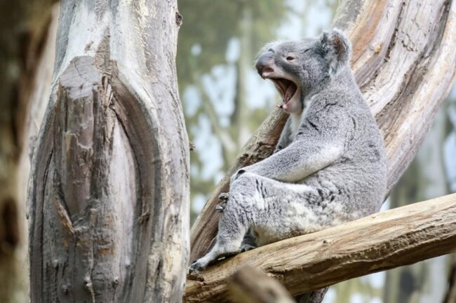<p>Zwei Jahre nach Oobi-Ooobi (Foto) zog der Artgenosse aus dem Zoopark Beauval (Frankreich) ins Koala-Haus ein.</p>
