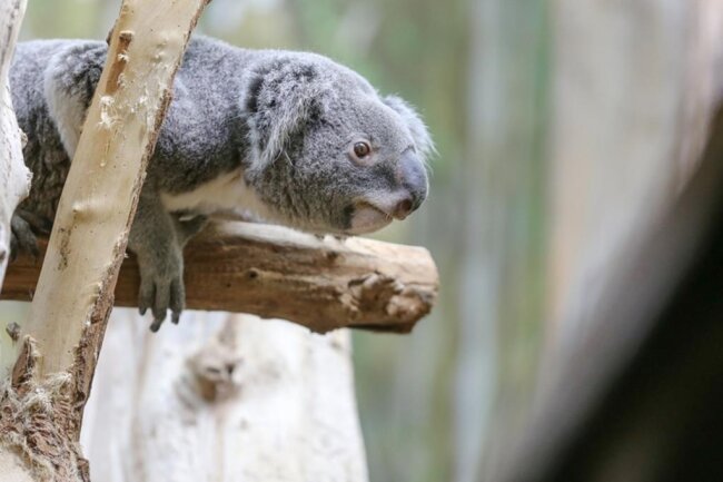 <p>Koala Oobi-Ooobi guckt neugierig zu seinem neuen Mitbewohner ins Nachbargehege im Zoo Leipzig.</p>
