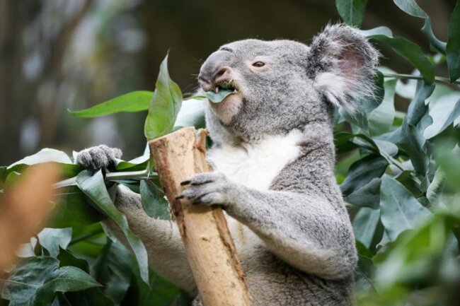 <p>Weil Tinaroo aber genauso wie Oobi-Ooobi (Foto) ein Männchen ist, fehlt für die geplante Koala-Zucht weiterhin noch ein weibliches Tier.</p>
