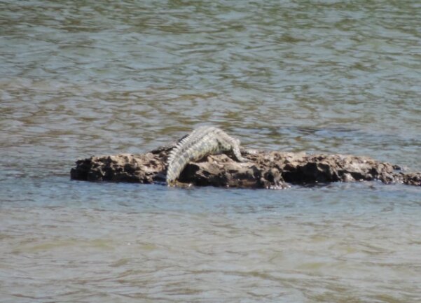 <p>Krokodil im Okavango</p>
