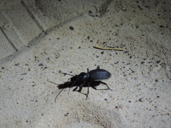<p>Dieser Käfer spuckt eine Essigsäure, angeblich African Fly - das kann ich nicht nachvollziehen.</p>
