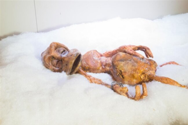 <p>Ötzi</p>
