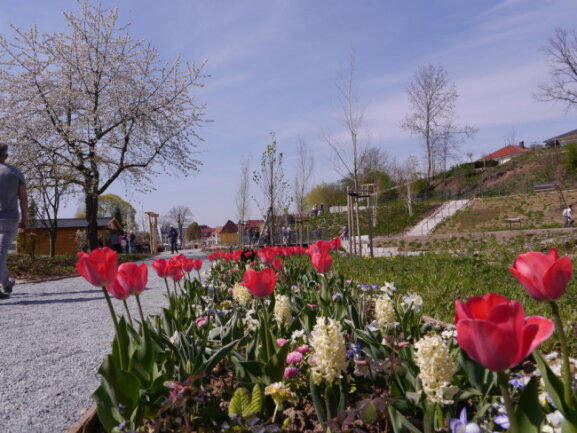 <p>Tulpen blühen bereits an den Wegen durch das Mühlbachtal und weisen quasi den Weg zur Gartenfachberatung unterm Kirschbaum.</p>
