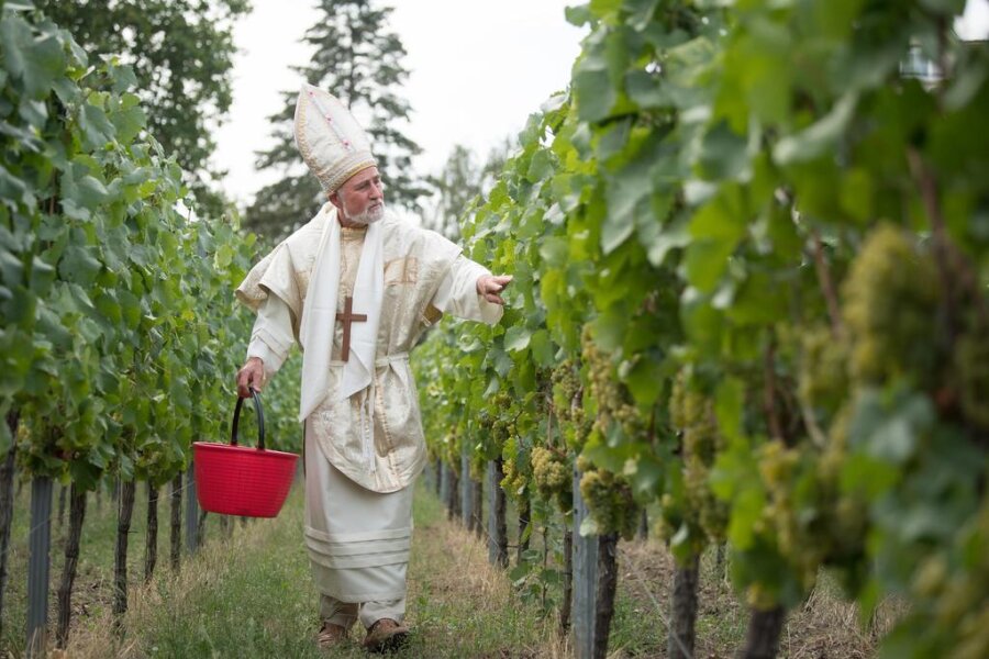 <p>Der Winzer Dietmar Franke steht anlässlich des offiziellen Beginns der Weinlese im Bischofskostüm auf dem Ratsweinberg. Gestartet wird in Sachsen mit der Sorte Müller-Thurgau.</p>

