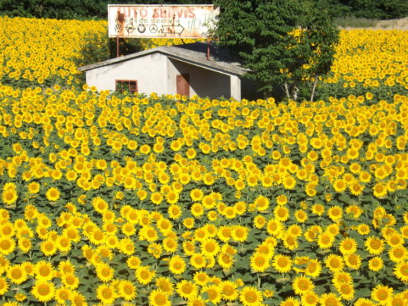 <p>Ein Sonnenblumenfeld in Serbien.</p>
