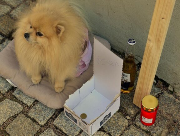 <p>Für diesen Hund gab es von Passanten ein paar Euro</p>
