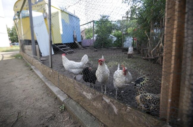 <p>Im Hinterhof des Karree 49 leben auch Hühner. Ihre Eier sollen im gerade entstehenden Hofladen verkauft werden.</p>
