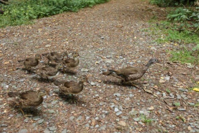 <p>Eine Entenfamilie im Wasserwerkspark in Altchemnitz.</p>
