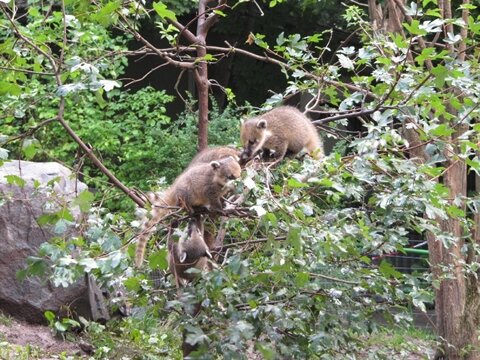 Die Anfang Juli im Tierpark Chemnitz geborenen acht Nasenbären-Jungtiere dürfen nun auch die Außenanlage erkunden. 