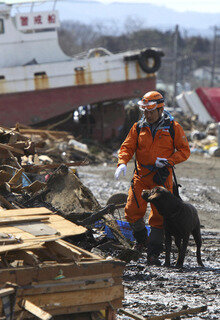 <p>
	Ein Helfer sucht mit einem Hund nach Überlebenden in Soma.</p>
