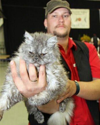 <p>
	Markenzeichen: lockiges Fell. Insider Lisa heißt diese Devon-Rex-Katze aus dem Zwinger Indian Sun in Kirchberg. Das etwa ein Jahr alte Tier ist bereits Internationaler Champion.</p>
