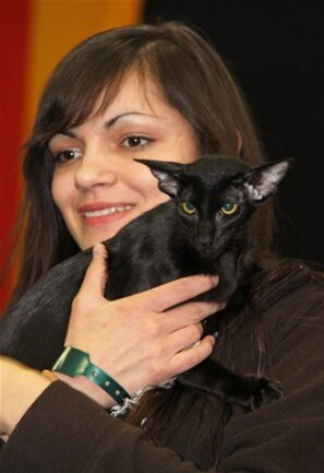 <p>
	Dunkle Schönheit: Die schwarze Orientalisch-Kurzhaar-Katze Al Sattuma’s Chaolyn war auf der Saxcat das einzige Exemplar ihrer Rasse. Auch wenn die Rasse mit ihrer markanten Kopfform nicht jedermanns Geschmack sein mag: Edel und selten sind die Tiere allemal.</p>
