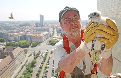 <p>
	Frank Heine hält am Freitag in Leipzig auf dem Dach des Hotels Westin einen jungen Wanderfalken (Falco peregrinus) in den Händen, der zuvor mit Markierungsringen versehen wurde.</p>
