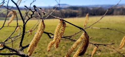 Auf dem Foto sind die Kätzchen der Hasel schon deutlich sichtbar. In den Kammlagen wachsen sie gerade heran. 