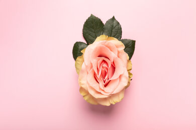 Eine Rose ist eine Rose ist eine Rose: Bestäubende Insekten finden an dieser Blüte ganz wie der Mensch nicht nur wegen der vielschichtigen Anordnung ihrer Blütenblätter Gefallen sondern auch wegen der Farbe und dem Duft, der ihr entströmt. 