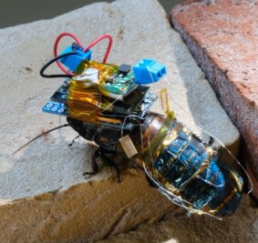 Mit winzigem drahtlosen Steuermodul und Mikro-Solarakku ausgestattet: die Cyborg-Kakerlake. 