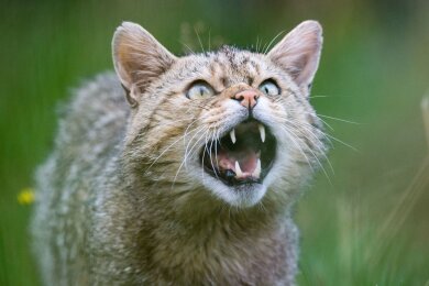 Eine Wildkatze zeigt ihre Zähne.