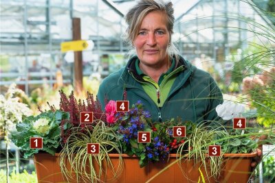 Kohl kann ein glamouröses Gemüse sein, wie dieser Zierkohl Brassica (1) beweist. Claudia Forkert vom Dresdner Gartenmarkt Rülcker hat ihn mit einer dunkelpinken Besenheide (2), einer Segge (3), Outdoor-Alpenveilchen (4), dem chinesischen Scheinbleiwurz (5) und der Rebhuhnbeere (6) farbenfroh in Szene gesetzt.