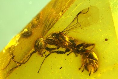 Insektenforscher haben eine bislang unbekannte Wespenart in einem 100 Millionen Jahre altem Bernstein entdeckt.