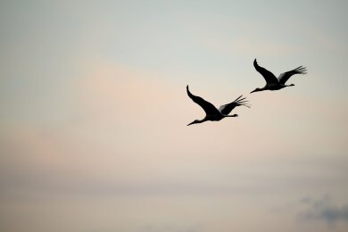 Es klappert wieder am Abendhimmel. Einst war der Weißstorch in Deutschland fast ausgestorben. Inzwischen brüten bundesweit rund 10.000 Storchenpaare.