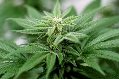 Cannabispflanzen, ähnlich wie im Symbolbild, hat die Polizei in Mittweida sichergestellt.