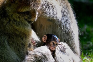 Frisch geschlüpft: Ein wenige Tage altes Berberaffenbaby sitzt auf dem Affenberg bei Salem im Schoß seiner Mutter. In Deutschlands größtem Affenfreigehege werden in diesem Jahr noch ein Dutzend weiterer Babys erwartet.
