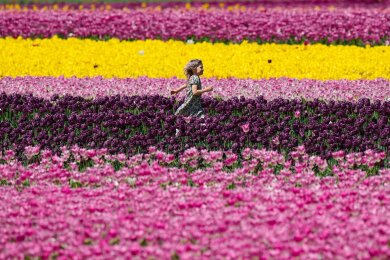 Im kanadischen Agassiz in British Columbia wird das Harrison Tulip Festival gefeiert.
