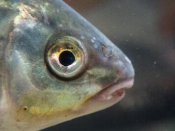1000 Fische in Not: Unbekannte lassen Wasser von Teich ab - 