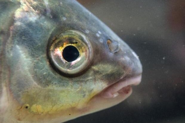 1000 Fische in Not: Unbekannte lassen Wasser von Teich ab - 