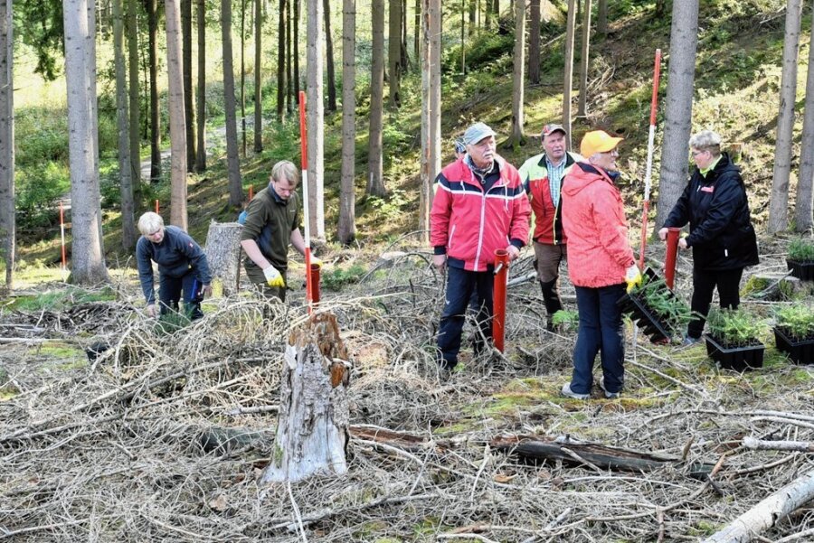 Im Sternmühlental haben die Frühjahrsstürme erheblichen Schaden im Forst angerichtet. Bei einer Pflanzaktion gibt Revierleiter Alexander Wagner (Foto rechts vorn) für die Teilnehmer die Pflanzrichtung vor. 