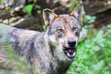 Ein Wolf. 360 Wolfsübergiffe wurden im vorigen Jahr in Sachsen gemeldet.