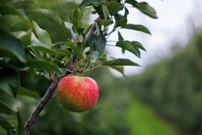 Sieht harmlos aus, hat im Zuge des Kulturhauptstadtjahres aber ganz schöne Sprengkraft entwickelt: der Apfel.   