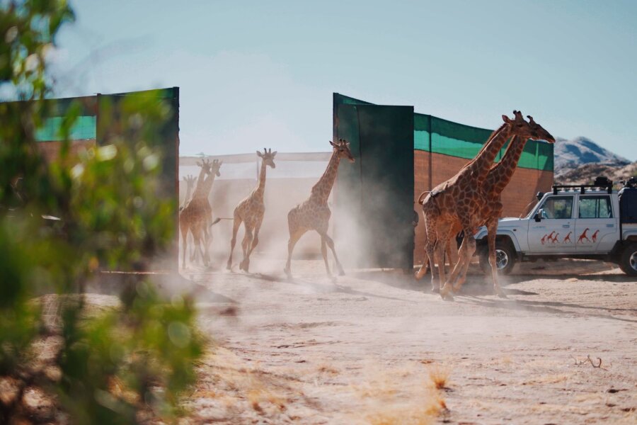 13 Giraffen von Namibia nach Angola umgesiedelt - Giraffen im Iona-Nationalpark in Angola.