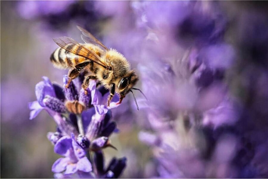 14 Antworten zur Gartensaison - Schön fürs Auge und gut für Insekten: Lavendel. 