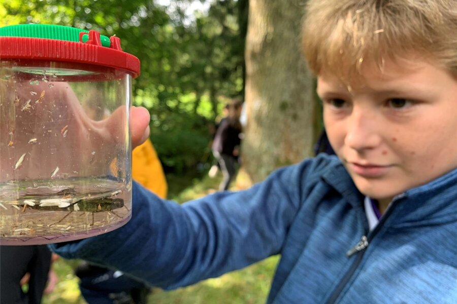 14. Umweltprojekt von Envia M und Mitgas im Erzgebirge gestartet - Emil schaut sich eine Libellenlarve an. Im Naturteich gibt es noch mehr zu entdecken.