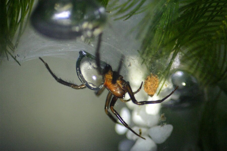 14 unkonventionelle Fragen an einen Spinnenforscher - Die Wasserspinne ist weltweit die einzige Spinne, die dauerhaft unter Wasser leben kann. Sie baut sich luftgefüllte Unterwasserglocken, um ihre Beute zu fressen und Eier zu legen.