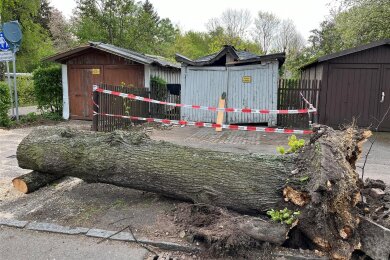 Die vom Sturm an der Bühlaustraße gefällte Linde, dahinter die Garage, auf die der Baum gestürzt war.