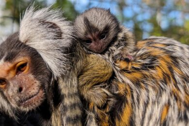 Batida im Zoo der Minis trägt eines der Babys, die diese Woche zur Welt kamen. Die Geburt sorgte für Aufregung.