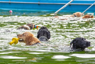 Zahlreiche Hunde haben sich beim Pfötchenschwimmen im Freibad Erdmannsdorf vergnügt.