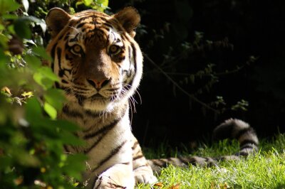 19-jähriger Tiger im Tierpark Chemnitz eingeschläfert - 