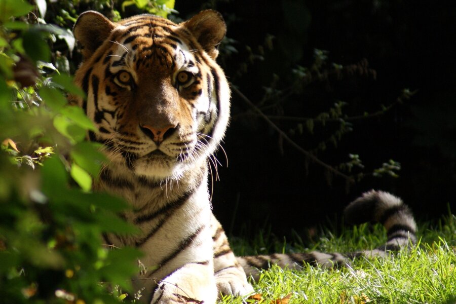 19-jähriger Tiger im Tierpark Chemnitz eingeschläfert - 